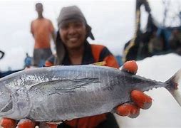 Apakah Ikan Tongkol Sama Dengan Ikan Tenggiri