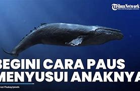 Ikan Paus Ikan Atau Tidak