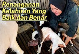 Kambing Melahirkan Kambing Melahirkan 3 Anak Berapa Tahun